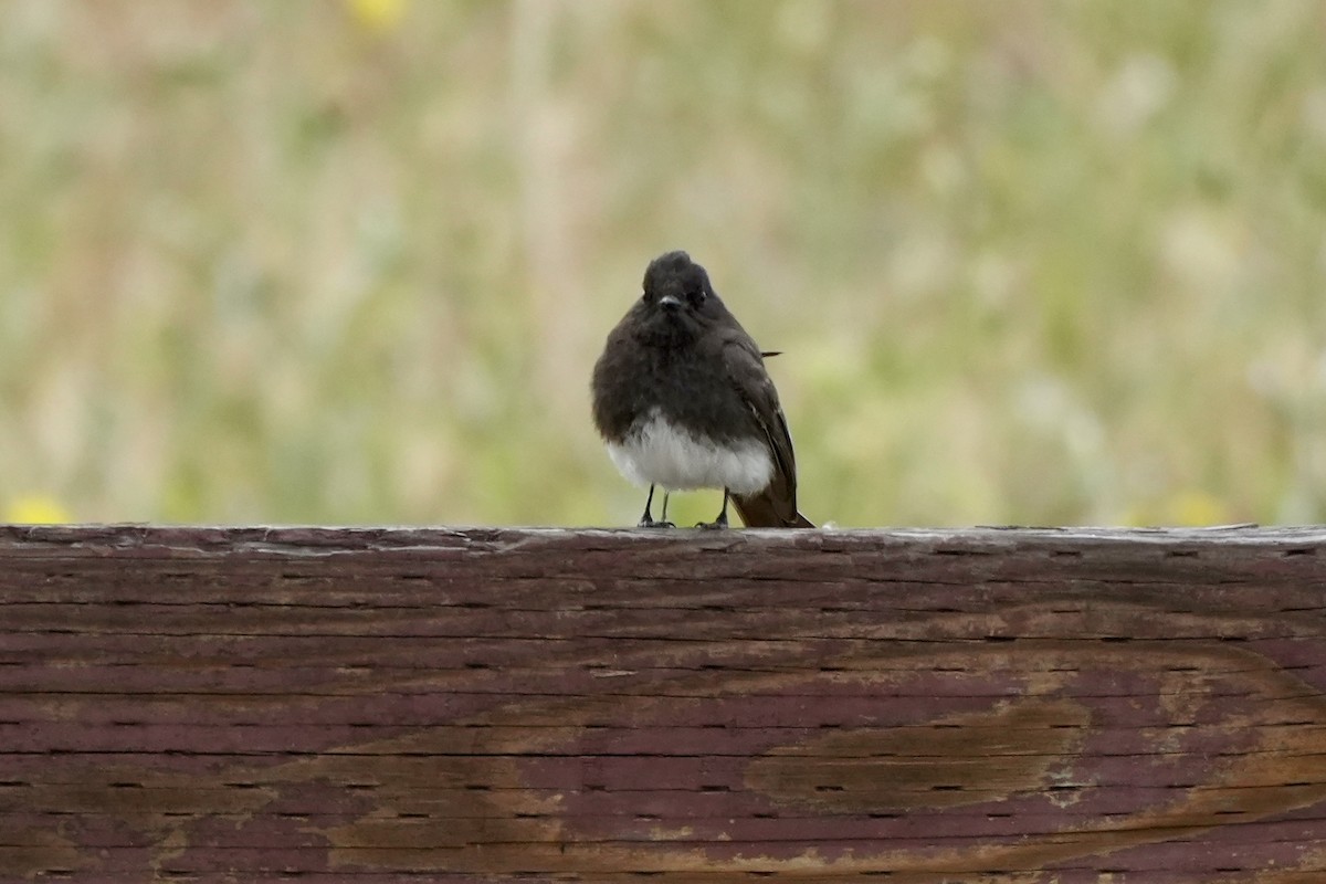 Black Phoebe - Ryan Ludman