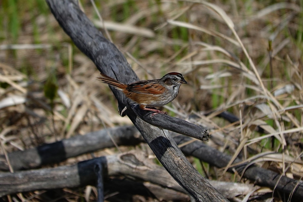 Swamp Sparrow - John F. Peetsma