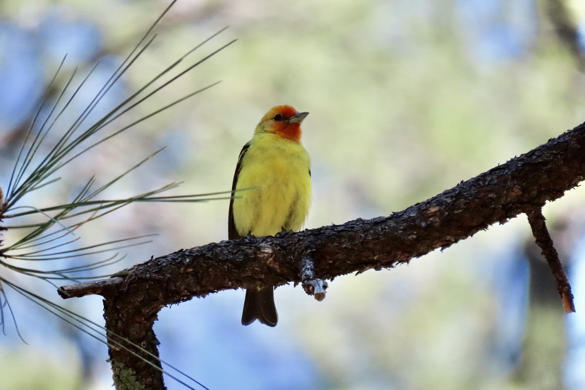 Western Tanager - Jonathan Montgomery