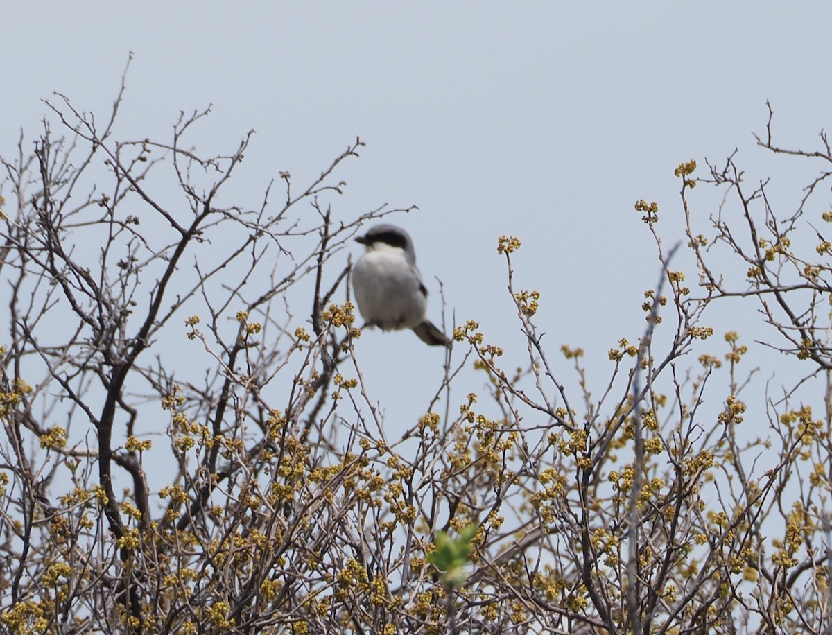 Loggerhead Shrike - Gloria Nikolai