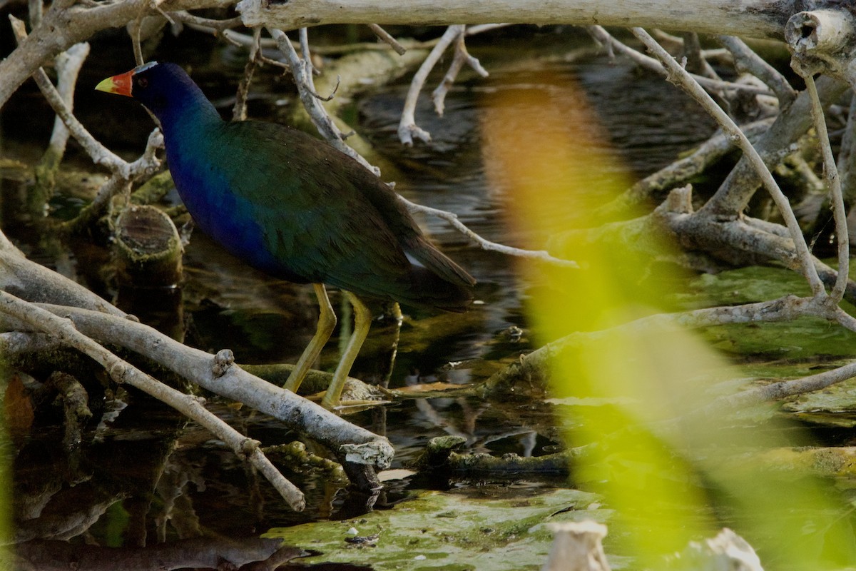 Purple Gallinule - Jose Antonio R Pasos Perez