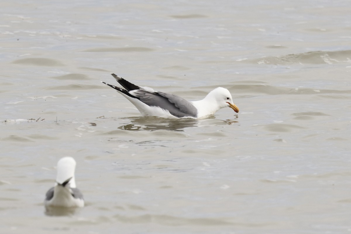 California Gull - Karen Barlow