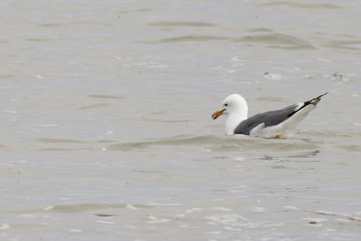 California Gull - Karen Barlow