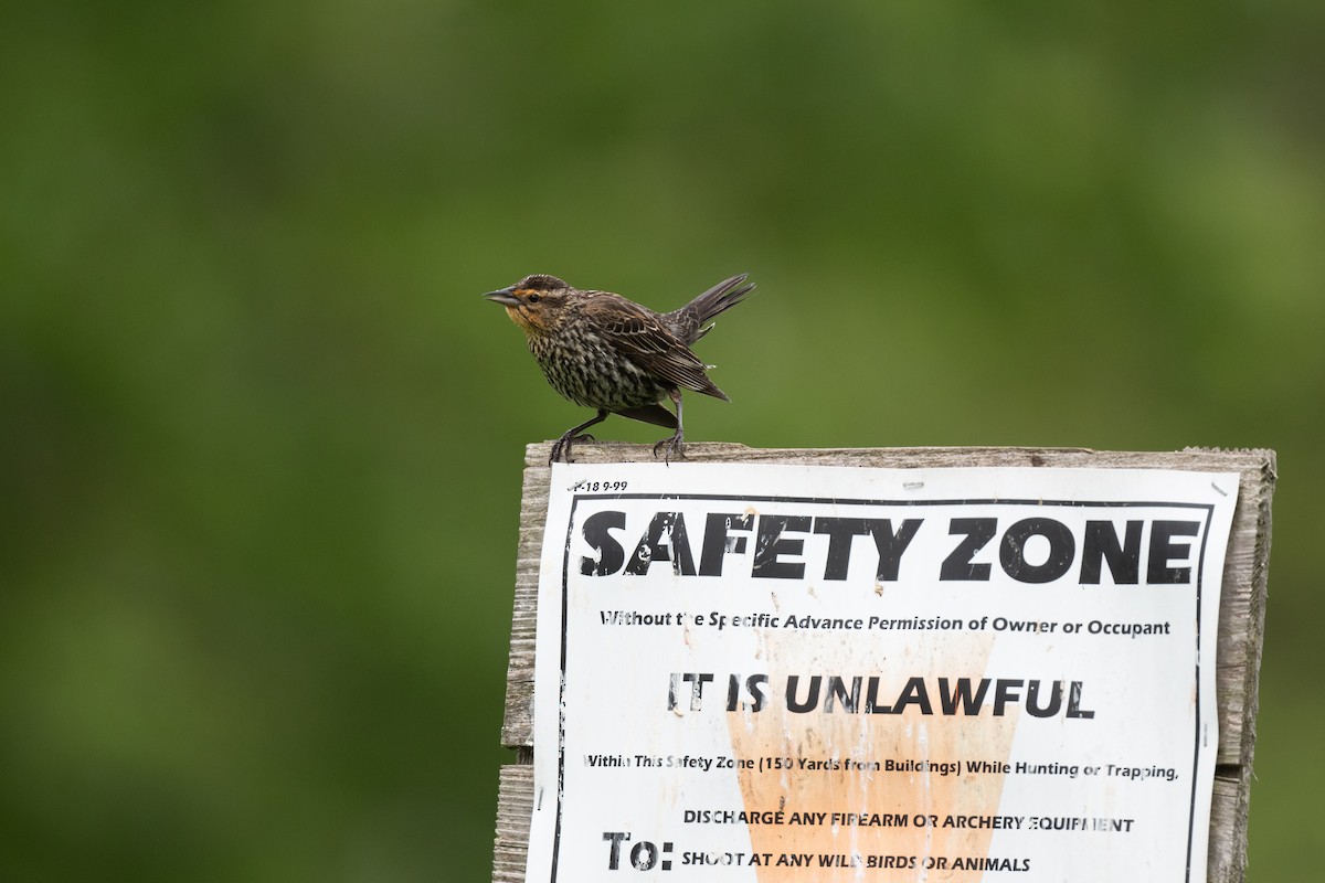 Red-winged Blackbird - Court Harding