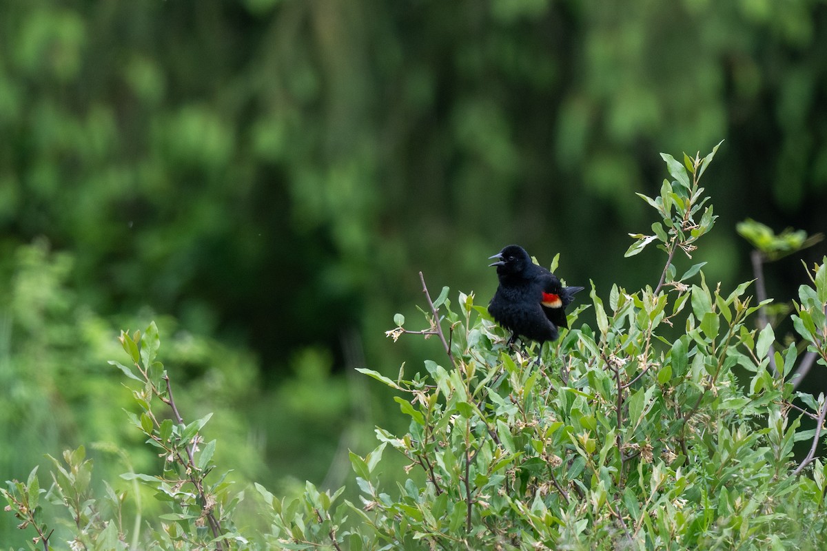 Red-winged Blackbird - Court Harding