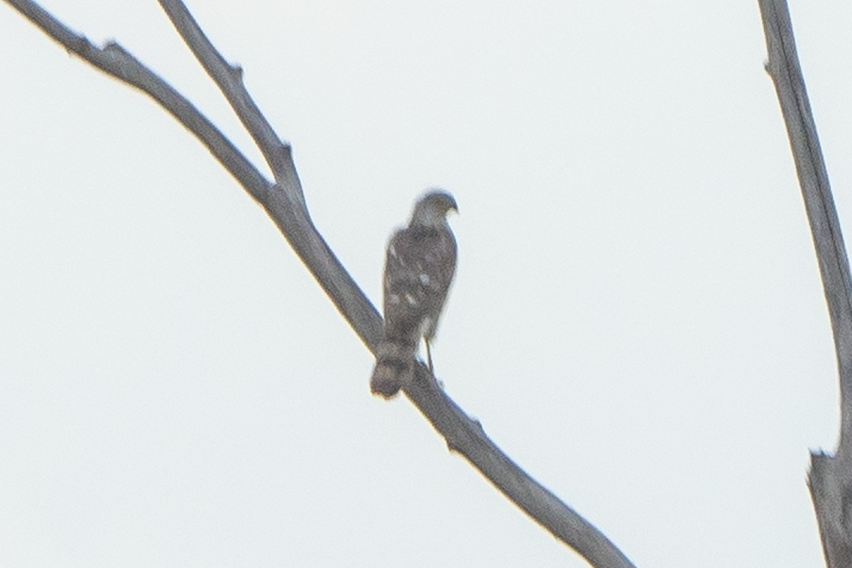 Cooper's Hawk - Hoiman Low