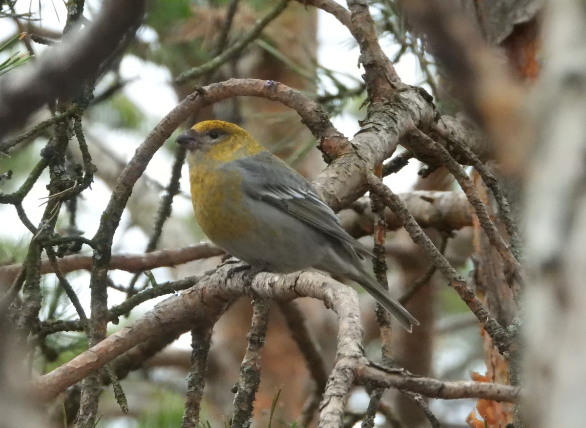 Pine Grosbeak - Jon Iratzagorria Garay