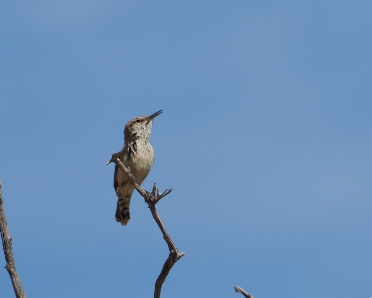 Rock Wren - Gloria Nikolai