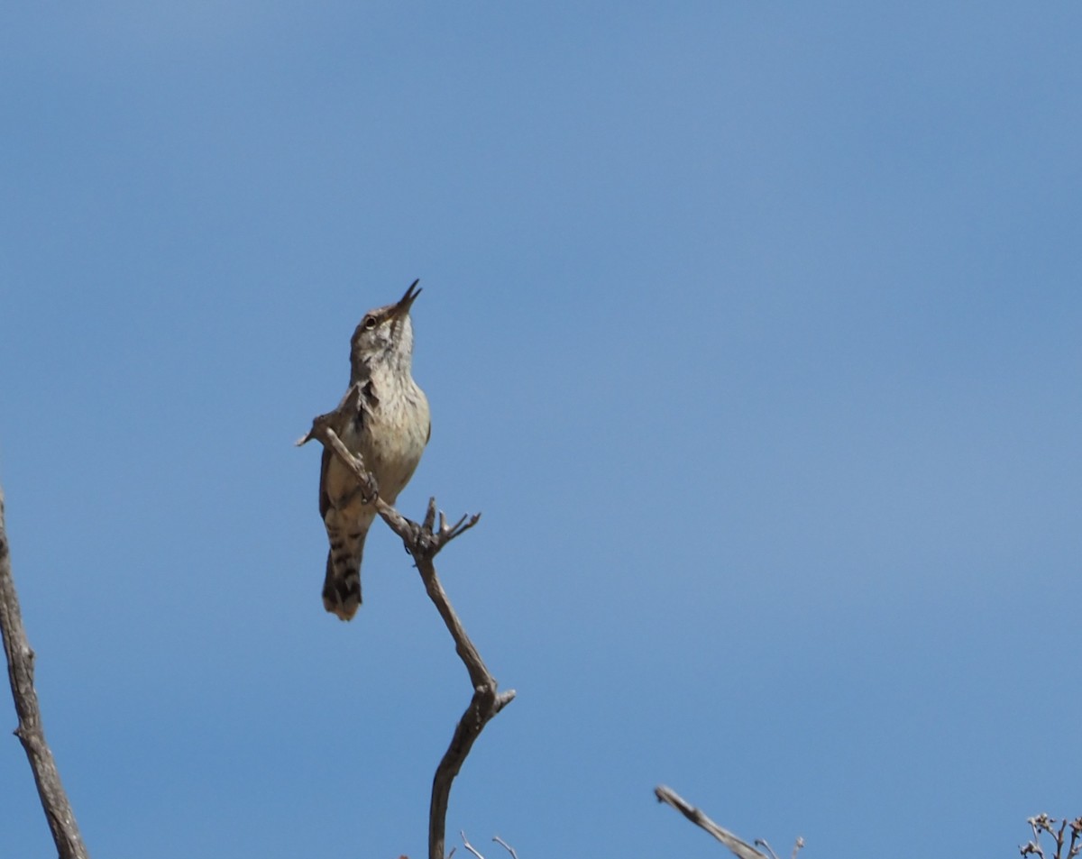 Rock Wren - Gloria Nikolai