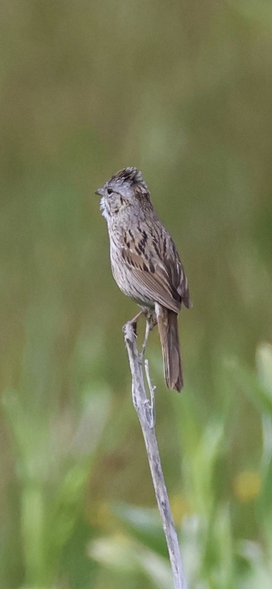 Lincoln's Sparrow - Tobias Felbeck