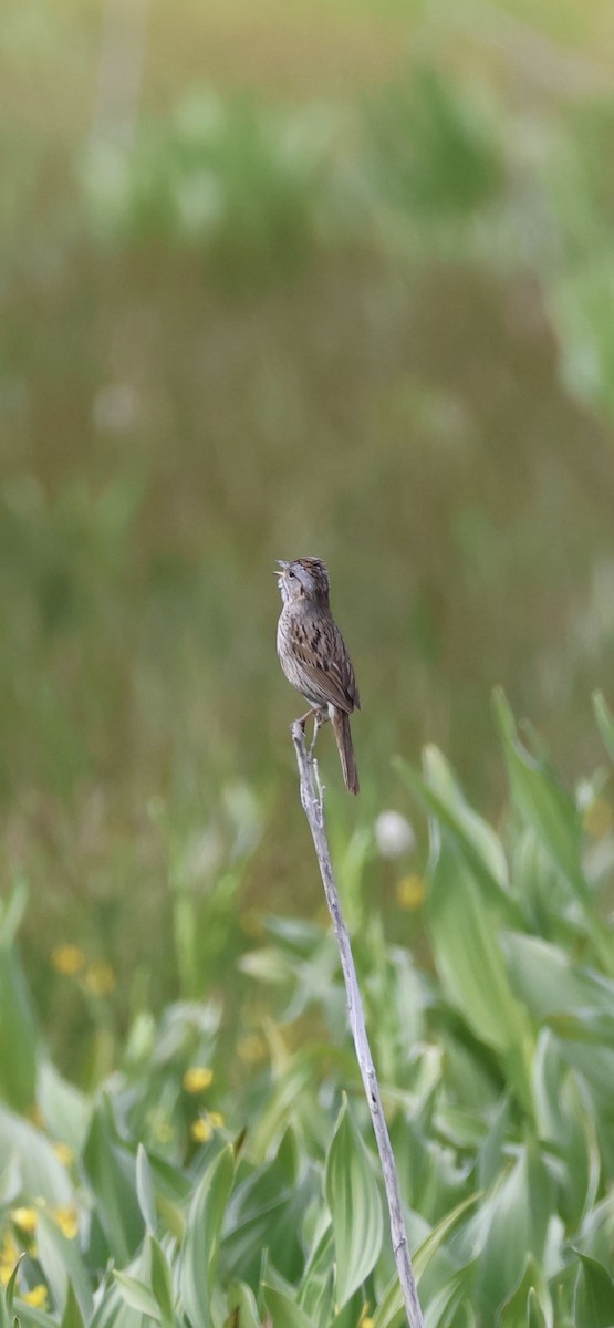 Lincoln's Sparrow - Tobias Felbeck