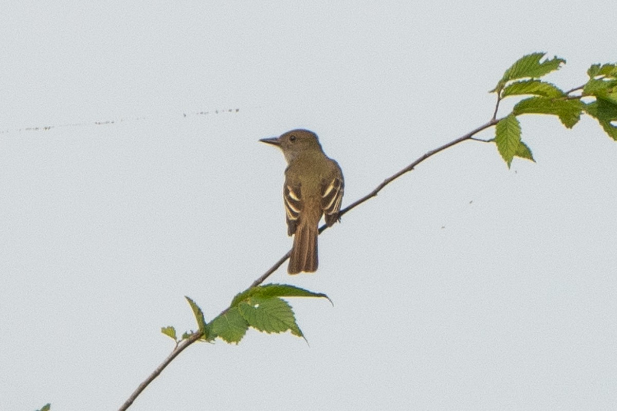 Great Crested Flycatcher - Hoiman Low