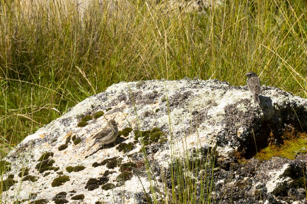 Ash-breasted Sierra Finch - ML619584971