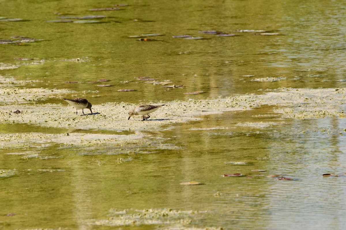 White-rumped Sandpiper - Jose Antonio R Pasos Perez