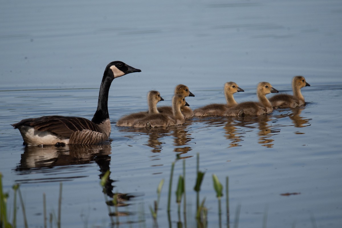 Canada Goose - Luc Girard