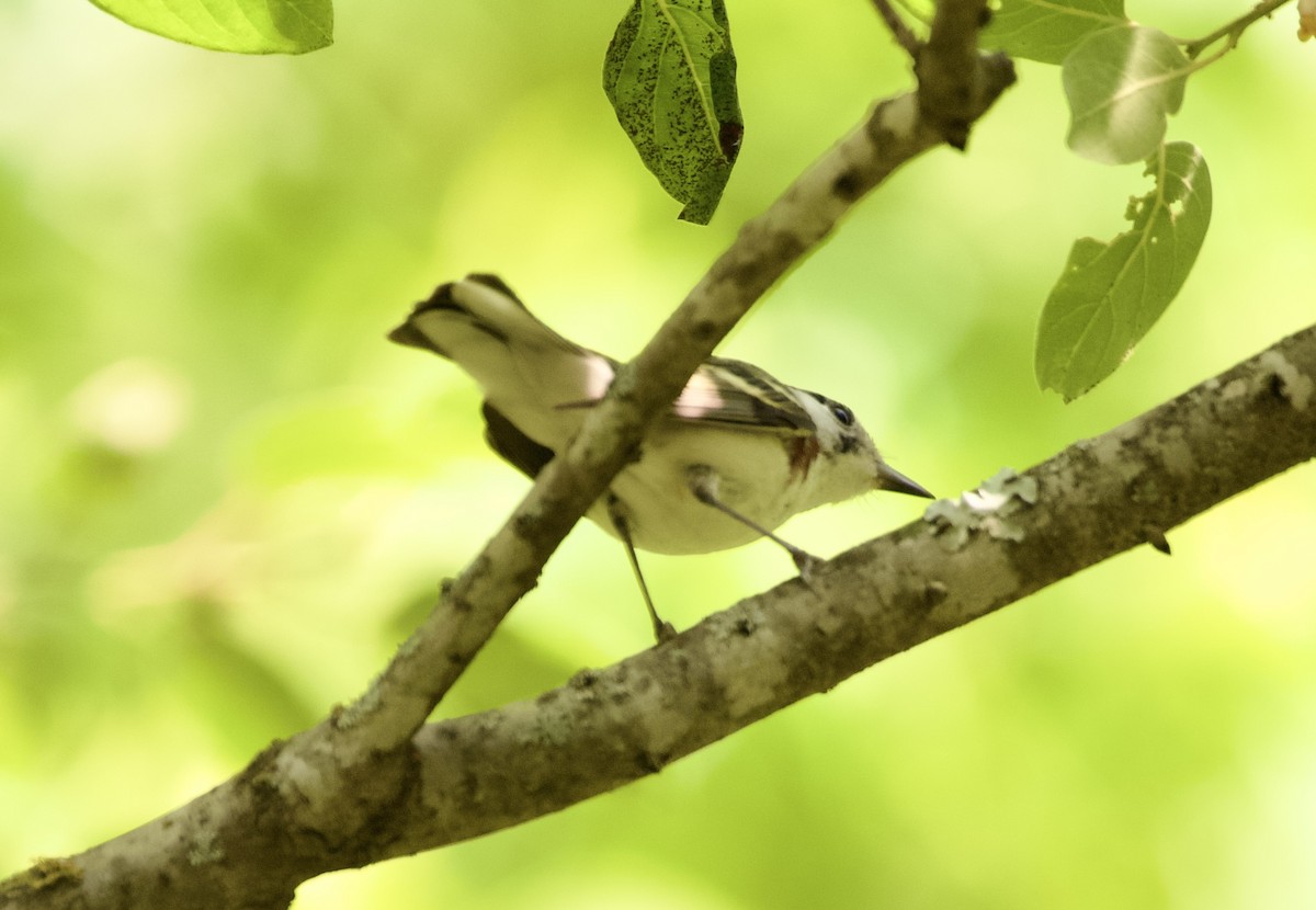 Chestnut-sided Warbler - ML619584980