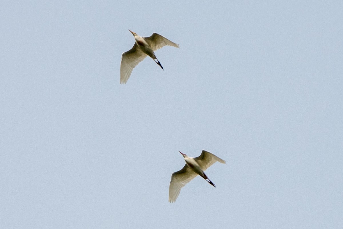 Western Cattle Egret - Hoiman Low