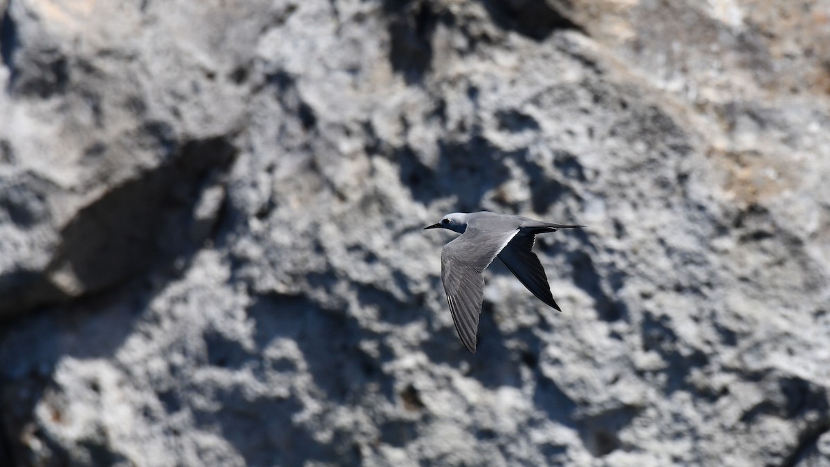 Tiñosa Gris - ML619584992