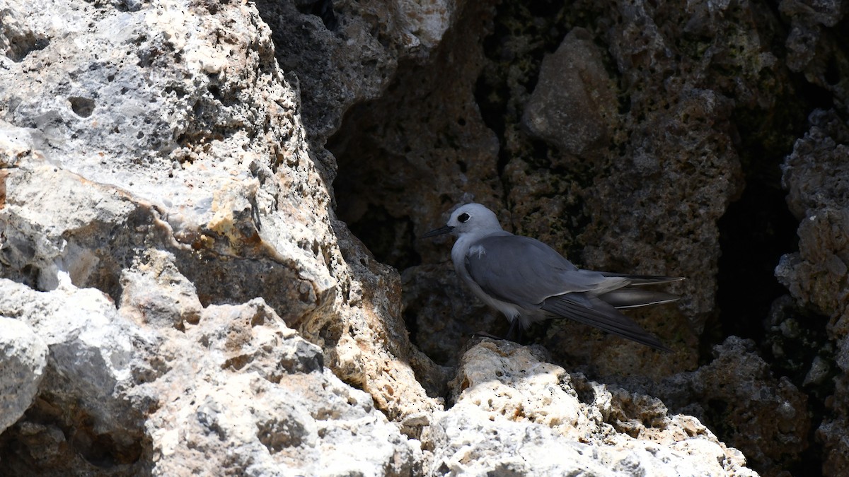 Tiñosa Gris - ML619584999