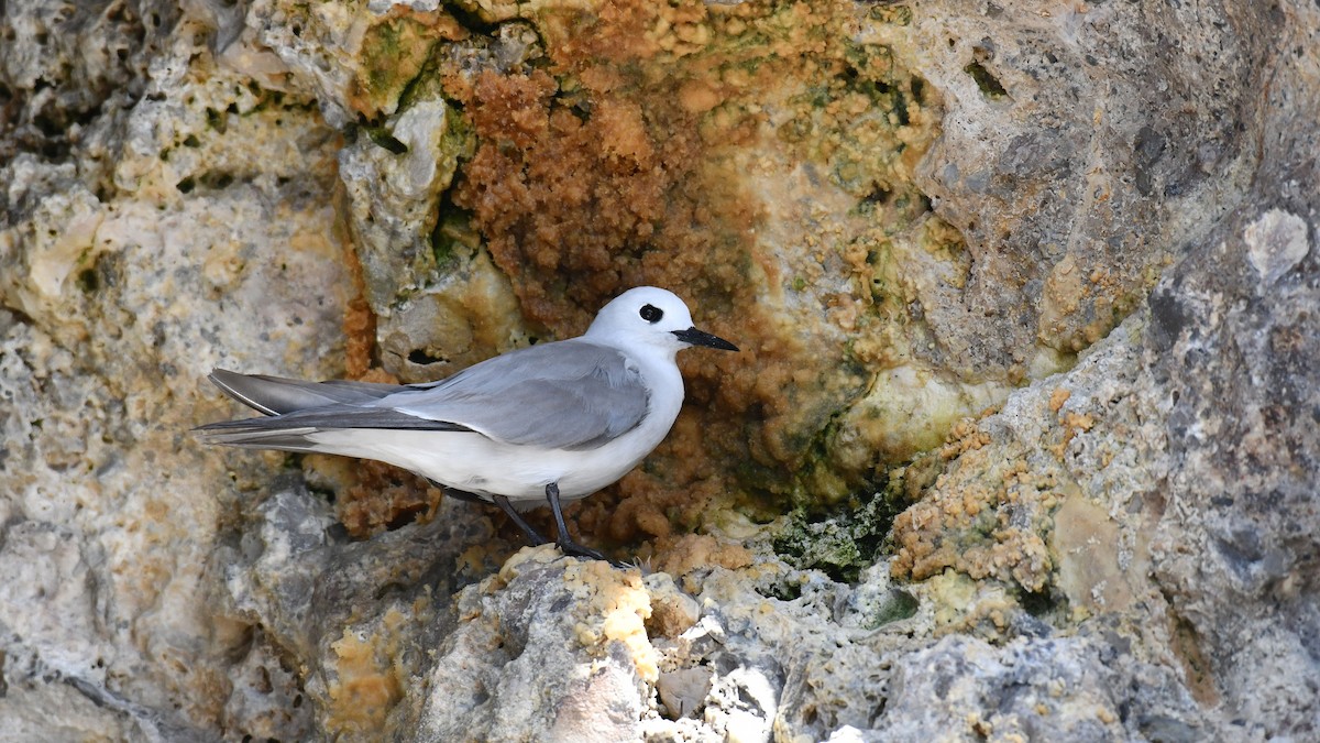 Tiñosa Gris - ML619585000