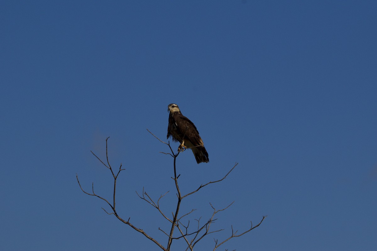 Snail Kite - Jose Antonio R Pasos Perez