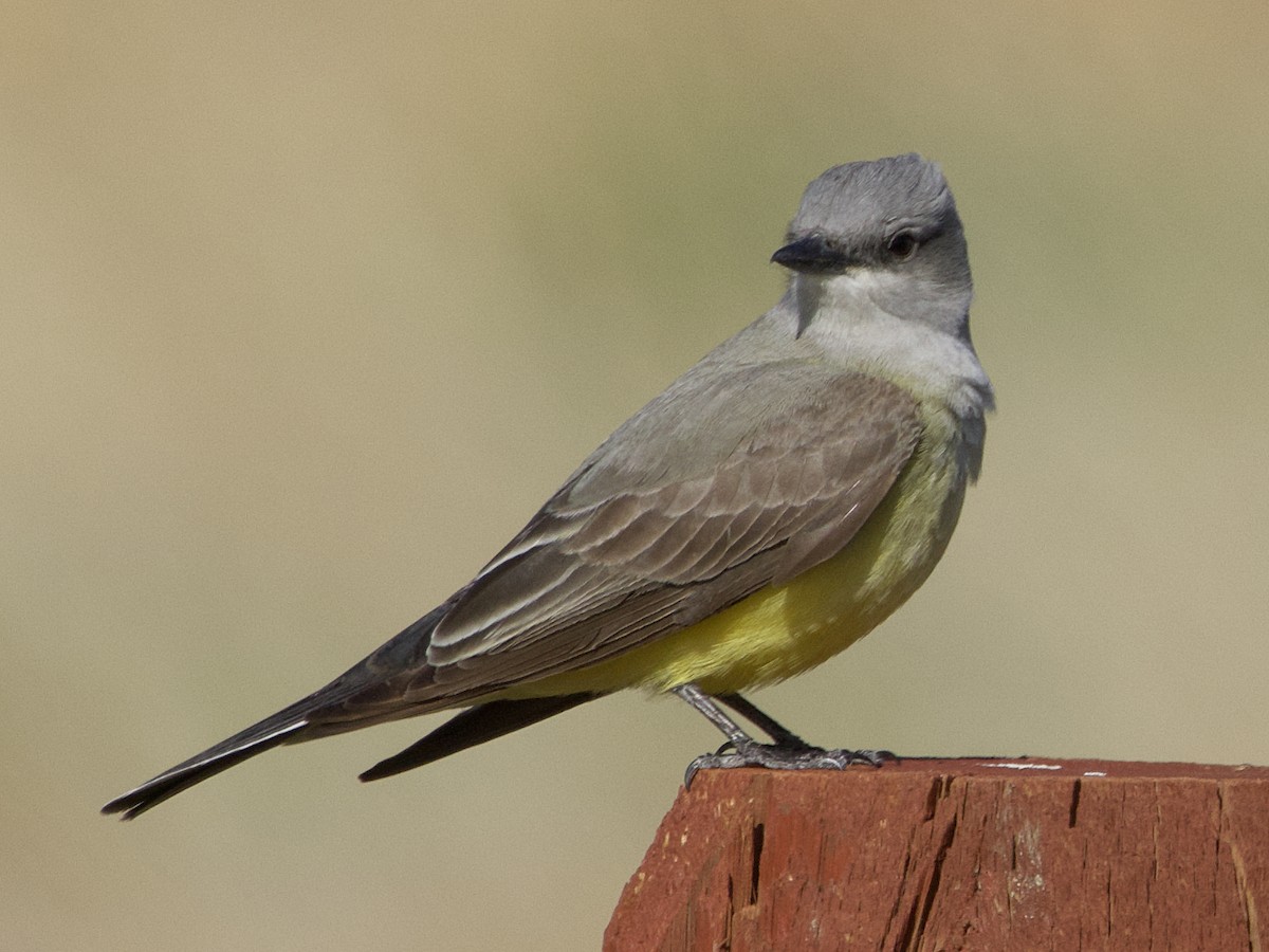 Western Kingbird - Dave Prentice