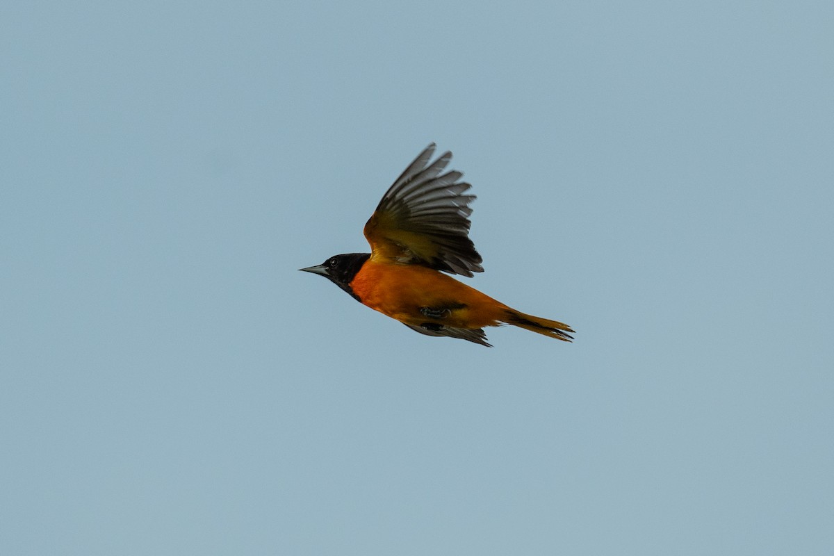 Baltimore Oriole - Court Harding