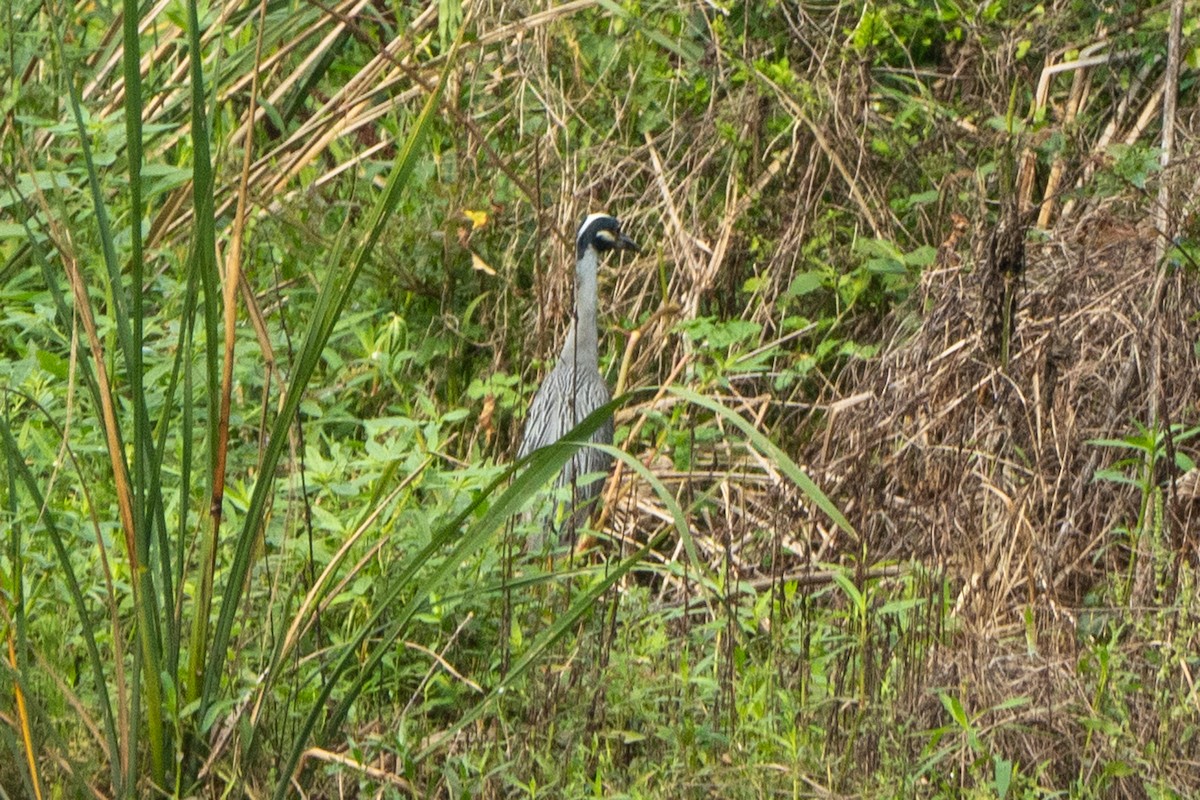 Yellow-crowned Night Heron - Hoiman Low