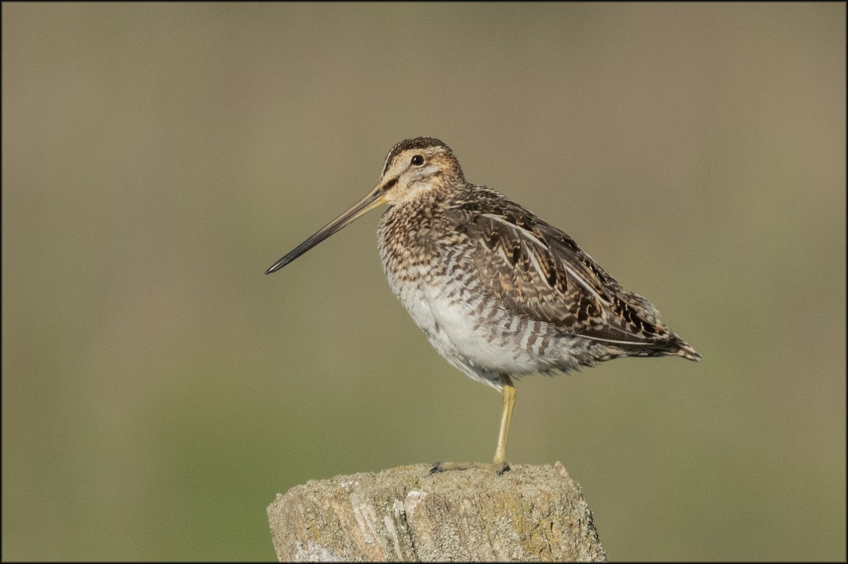 Wilson's Snipe - Paul Lagasi