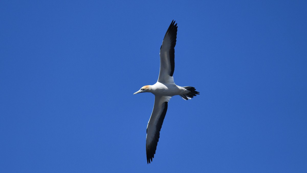 Australasian Gannet - Adam Janczyszyn