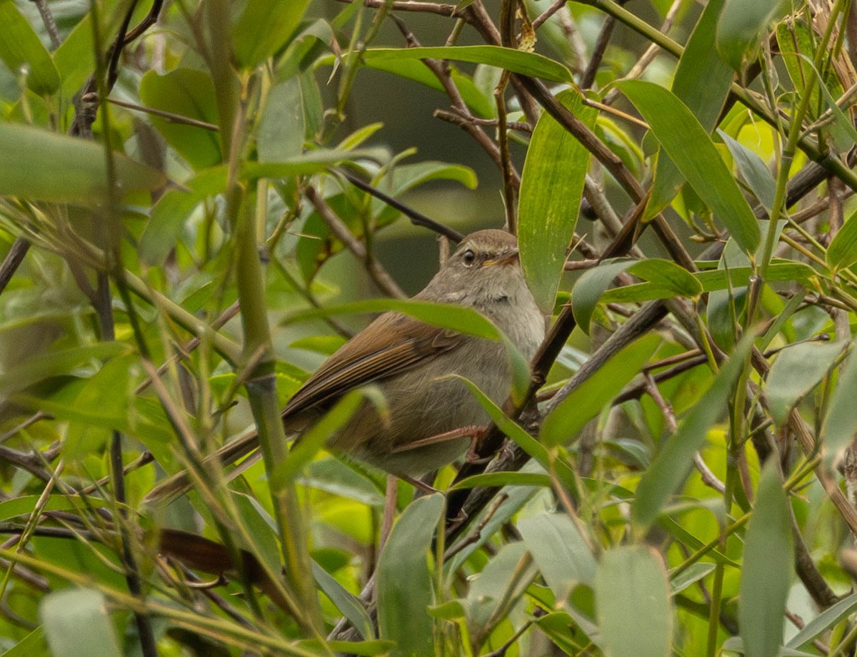 Brownish-flanked Bush Warbler - Garret Skead