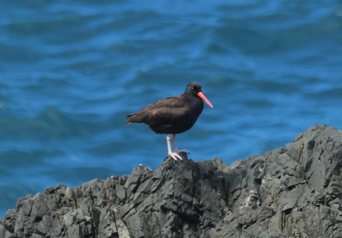 Black Oystercatcher - Cindy Roach