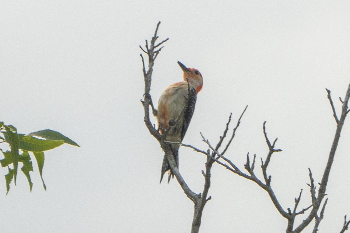 Red-bellied Woodpecker - Hoiman Low
