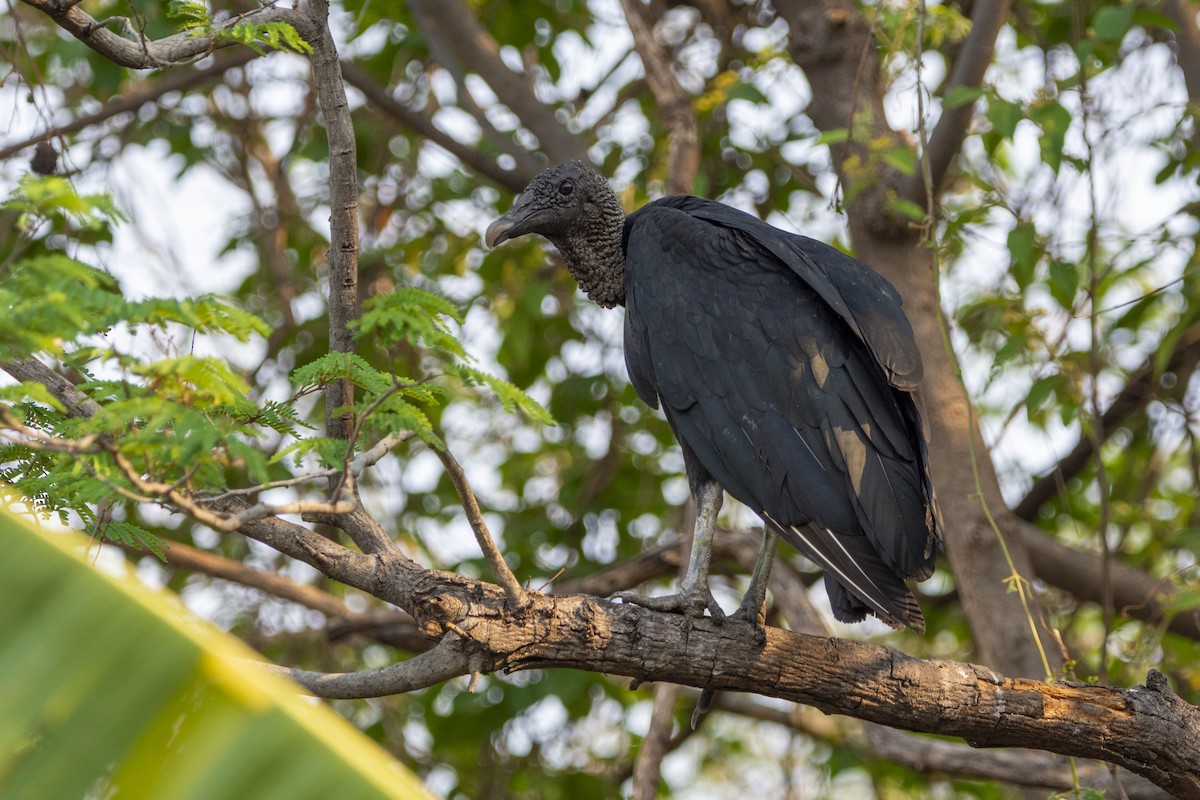 Black Vulture - Francisco Dubón