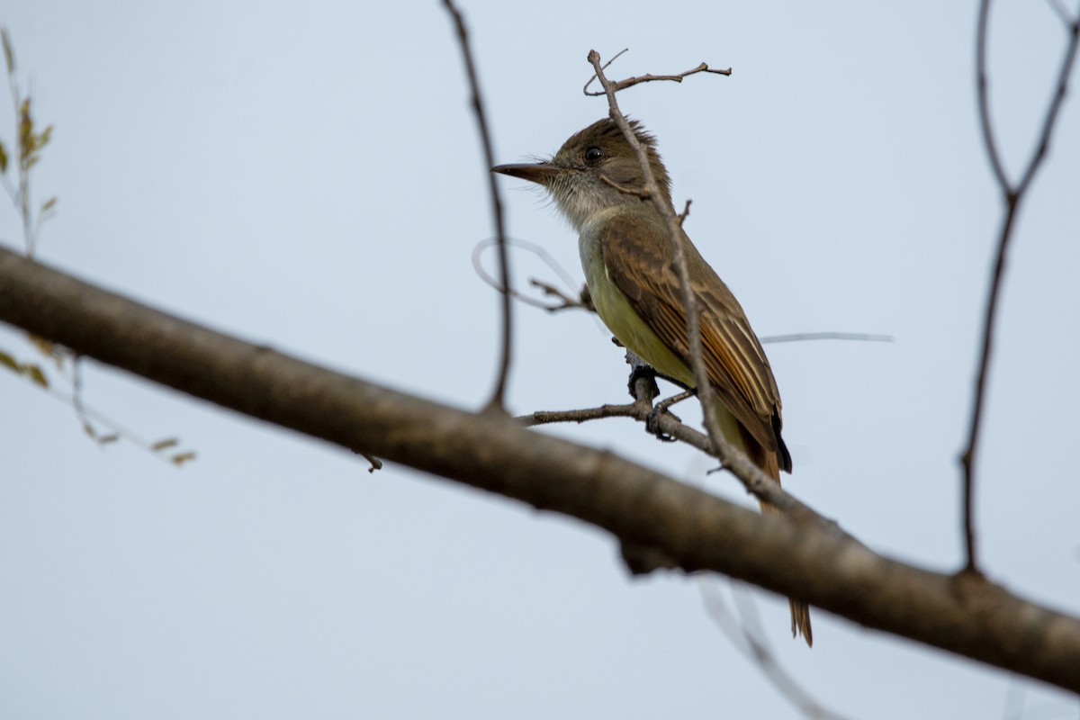 Dusky-capped Flycatcher - Francisco Dubón