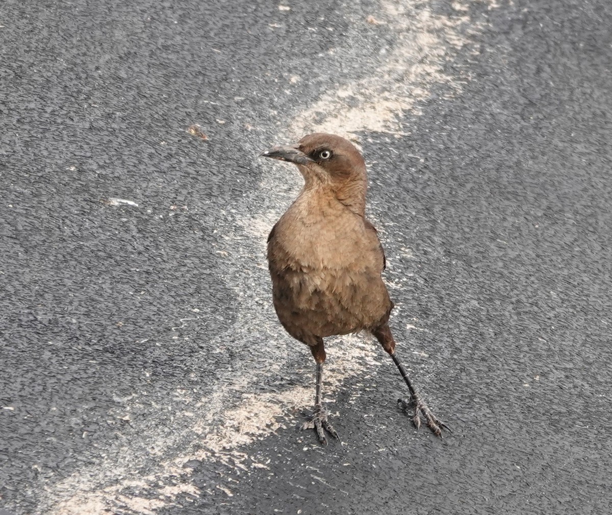 Great-tailed Grackle - ML619585065