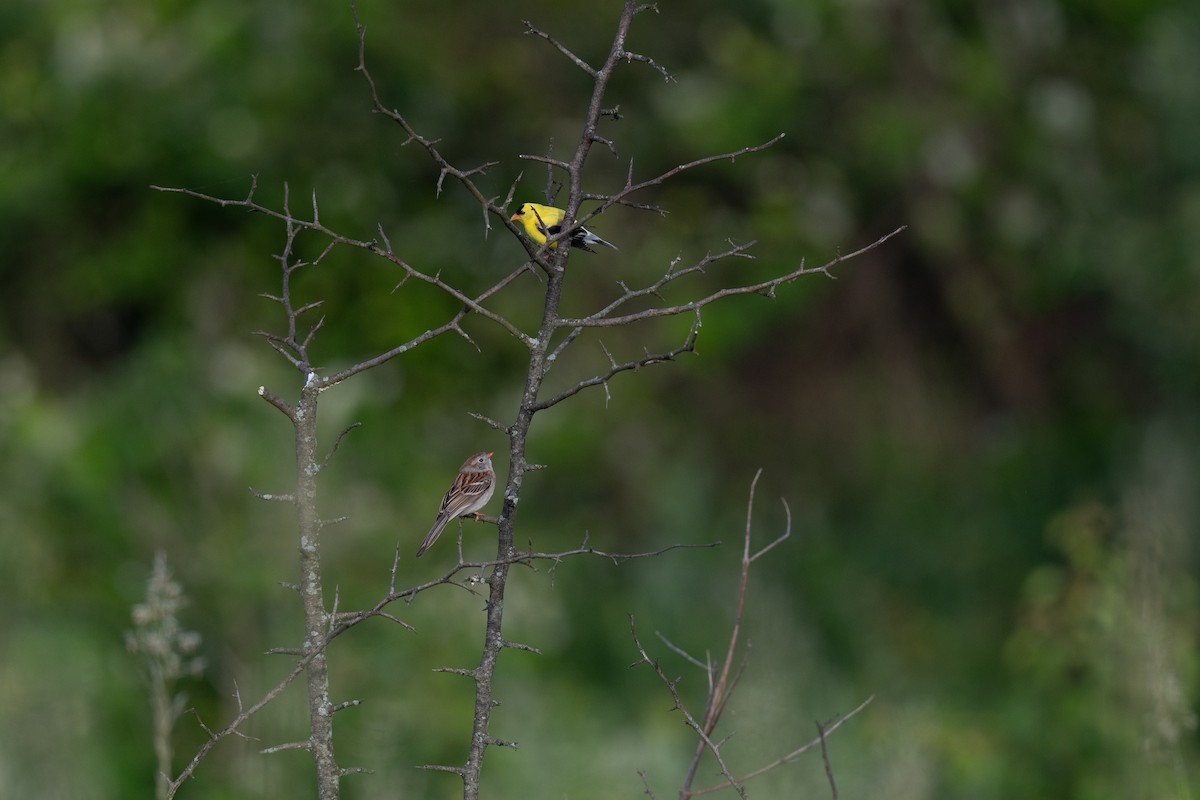 American Goldfinch - Court Harding