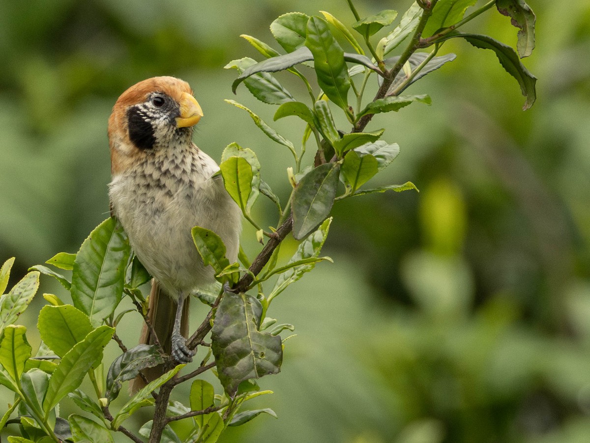 Spot-breasted Parrotbill - Garret Skead