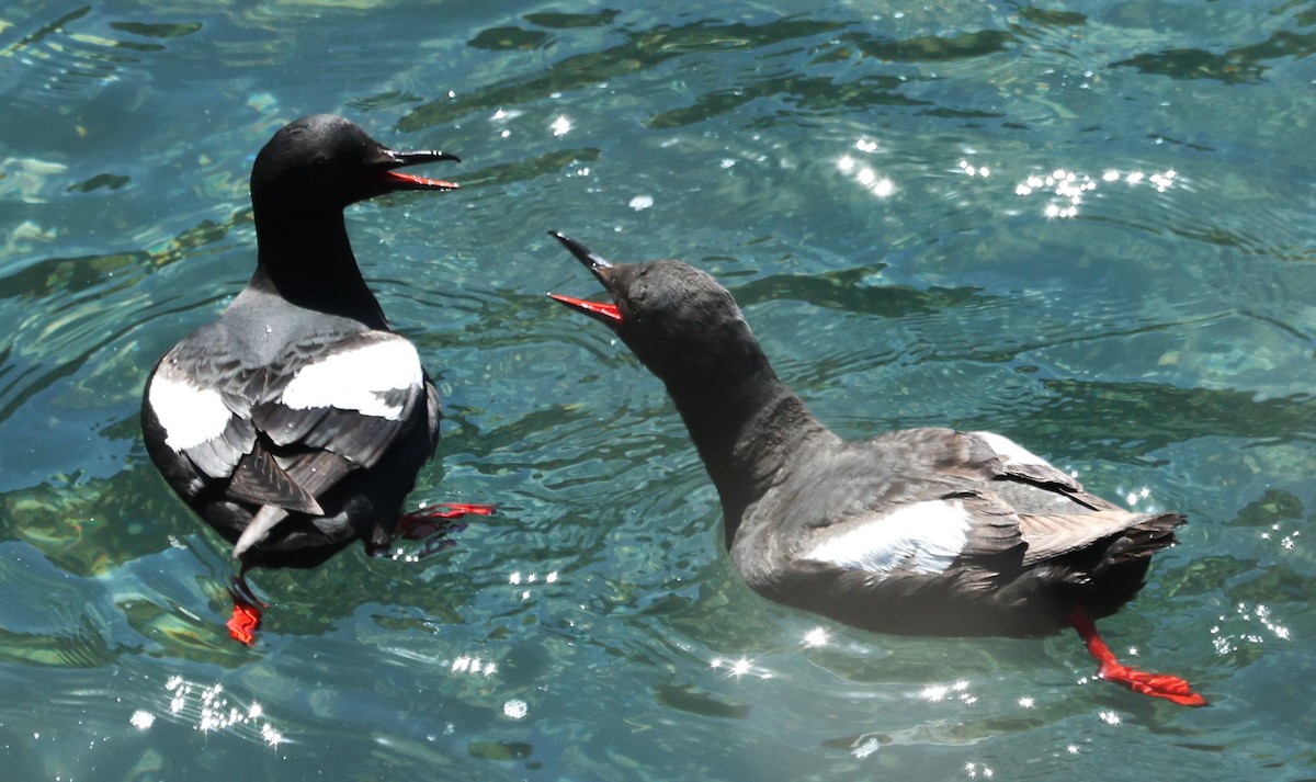 Pigeon Guillemot - Cindy Roach