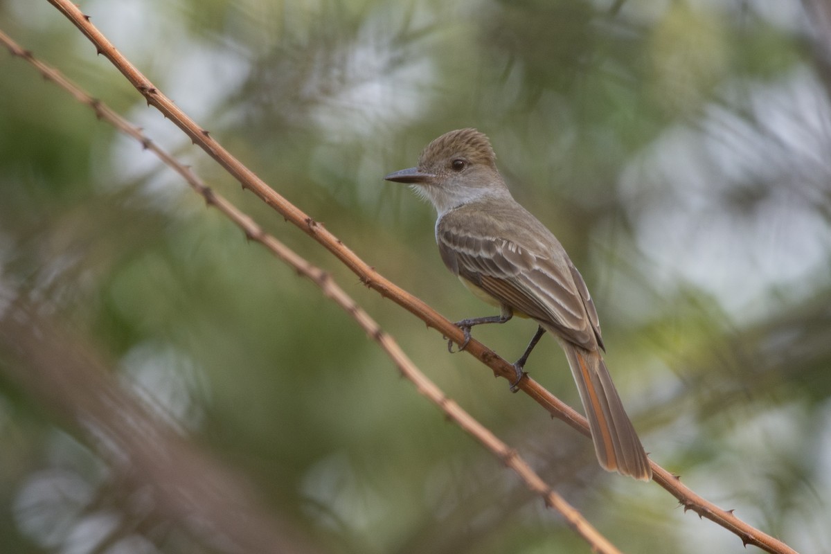 Ash-throated Flycatcher - Francisco Dubón