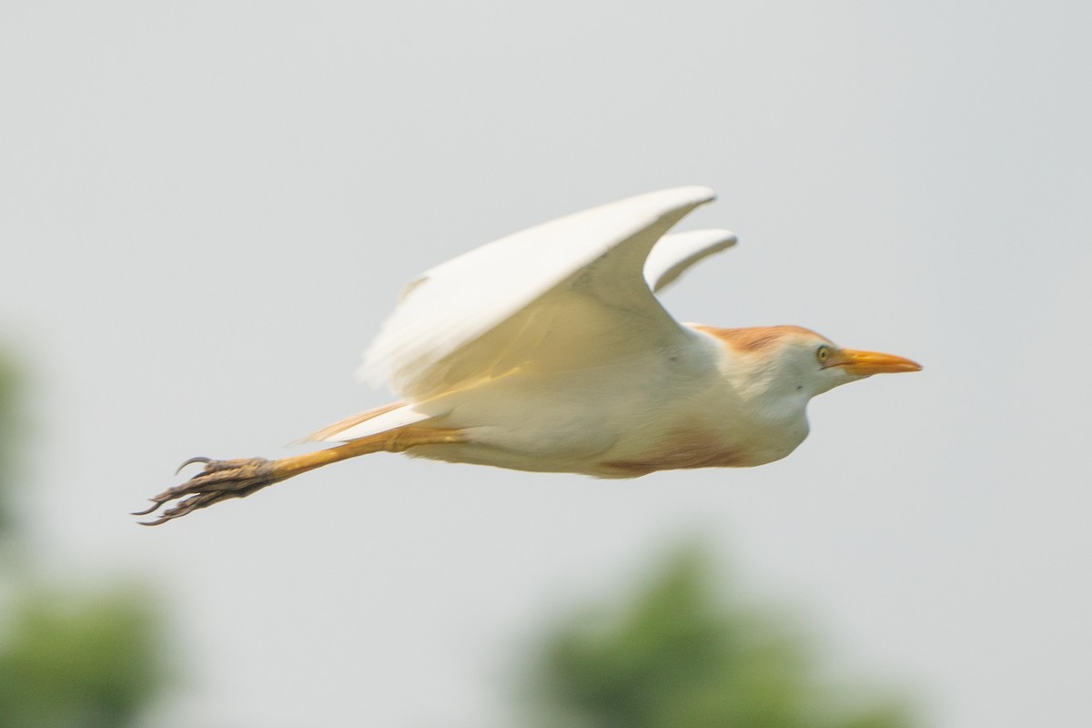 Western Cattle Egret - Hoiman Low