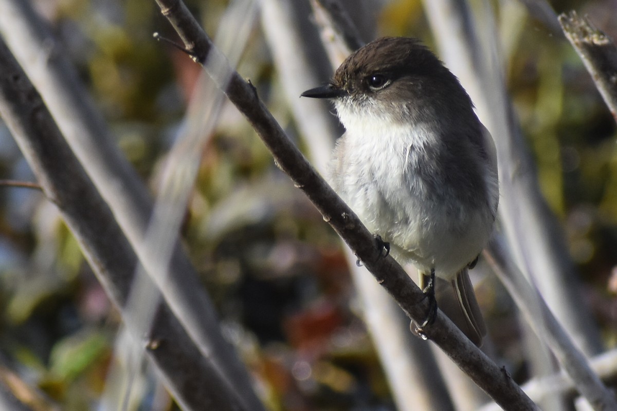 Eastern Phoebe - Danny  Poet