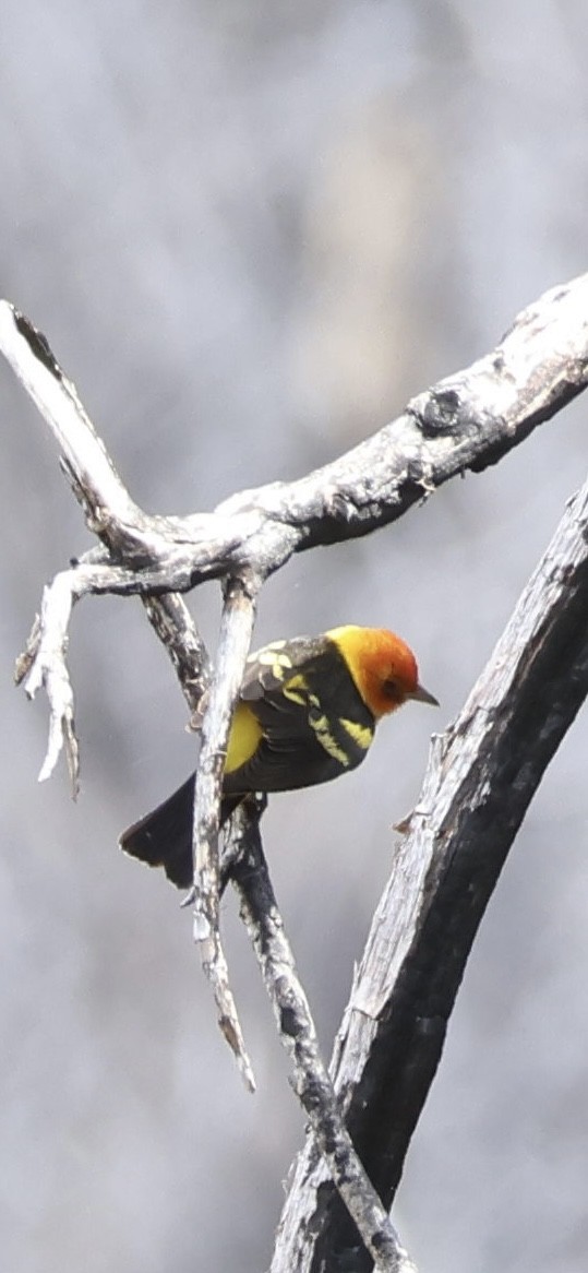 Western Tanager - Tobias Felbeck