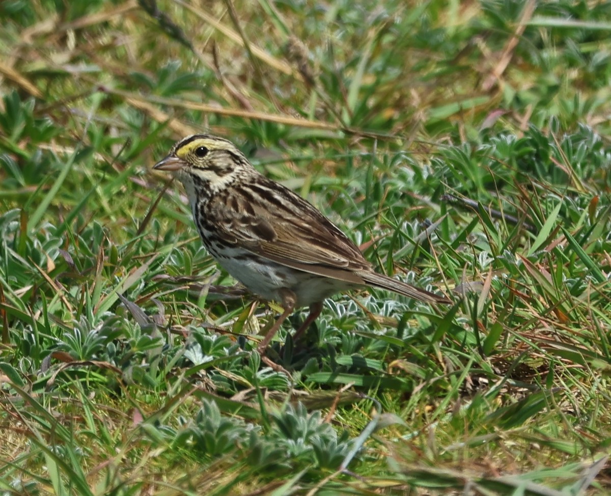 Savannah Sparrow - Cindy Roach