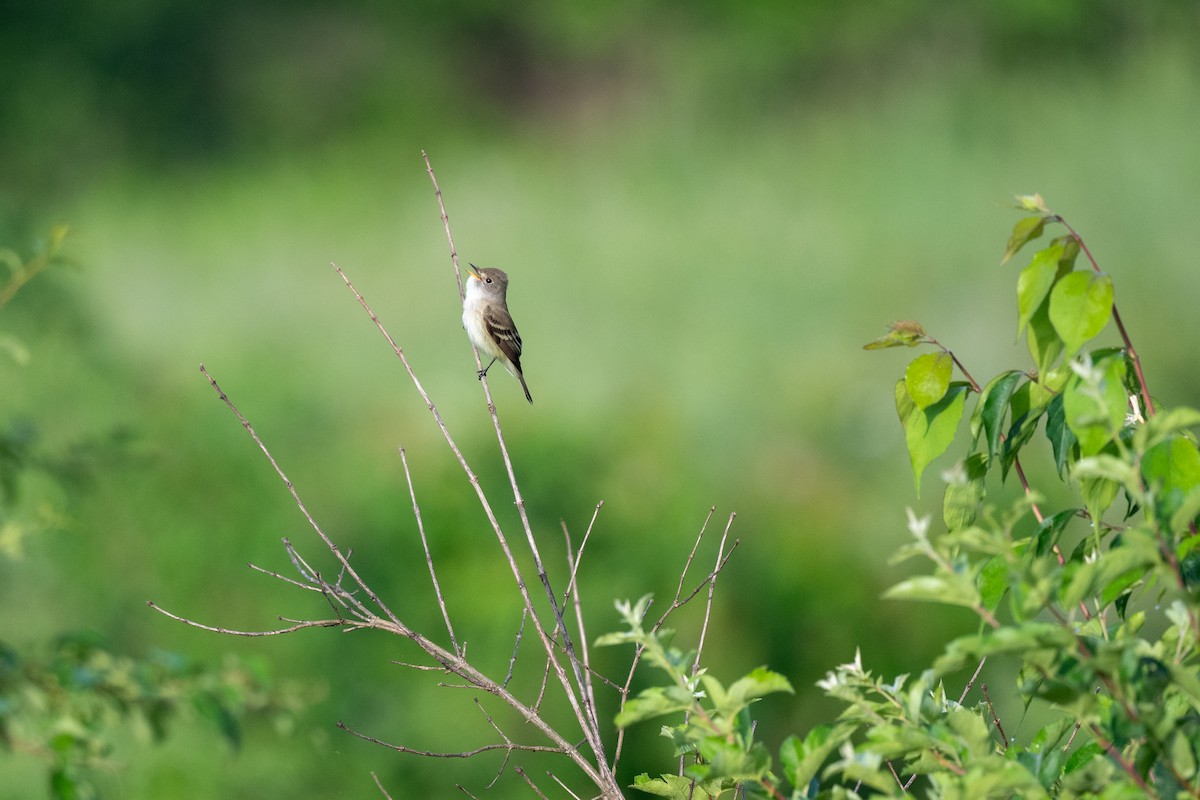 Willow Flycatcher - Court Harding