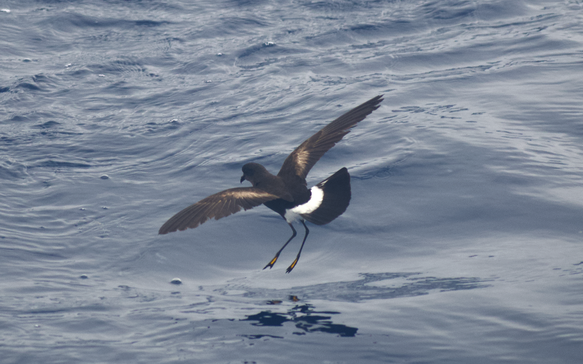 Wilson's Storm-Petrel - Andy McGeoch 🦆