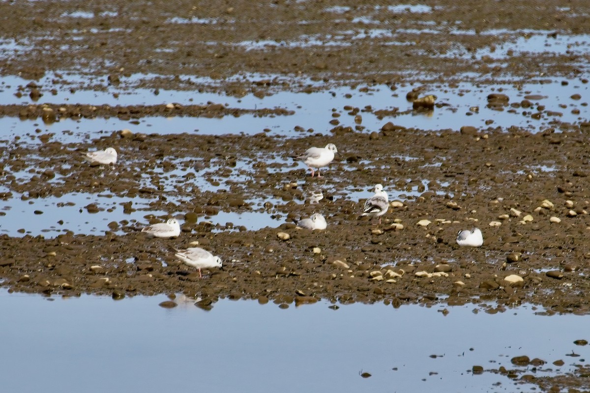 Bonaparte's Gull - Normand Laplante