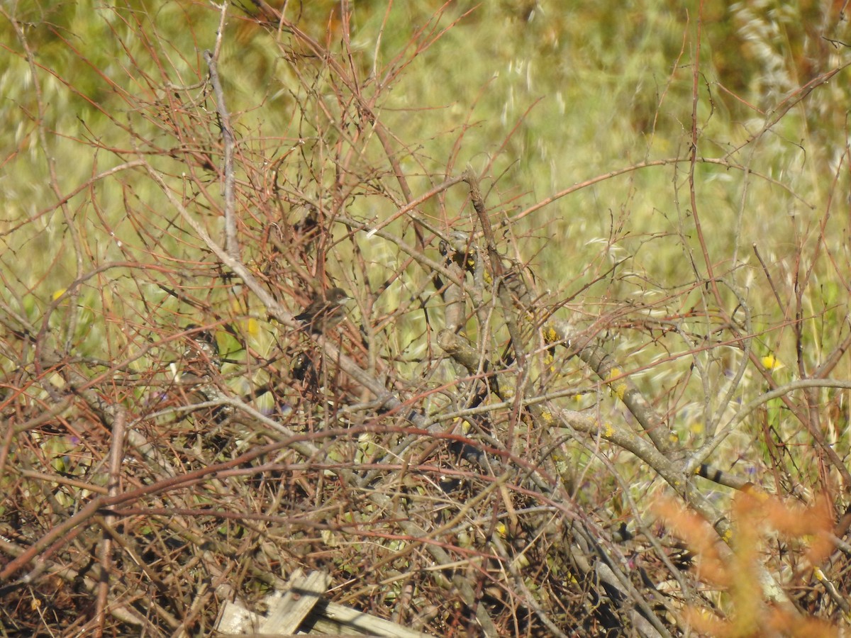 Sardinian Warbler - ML619585124