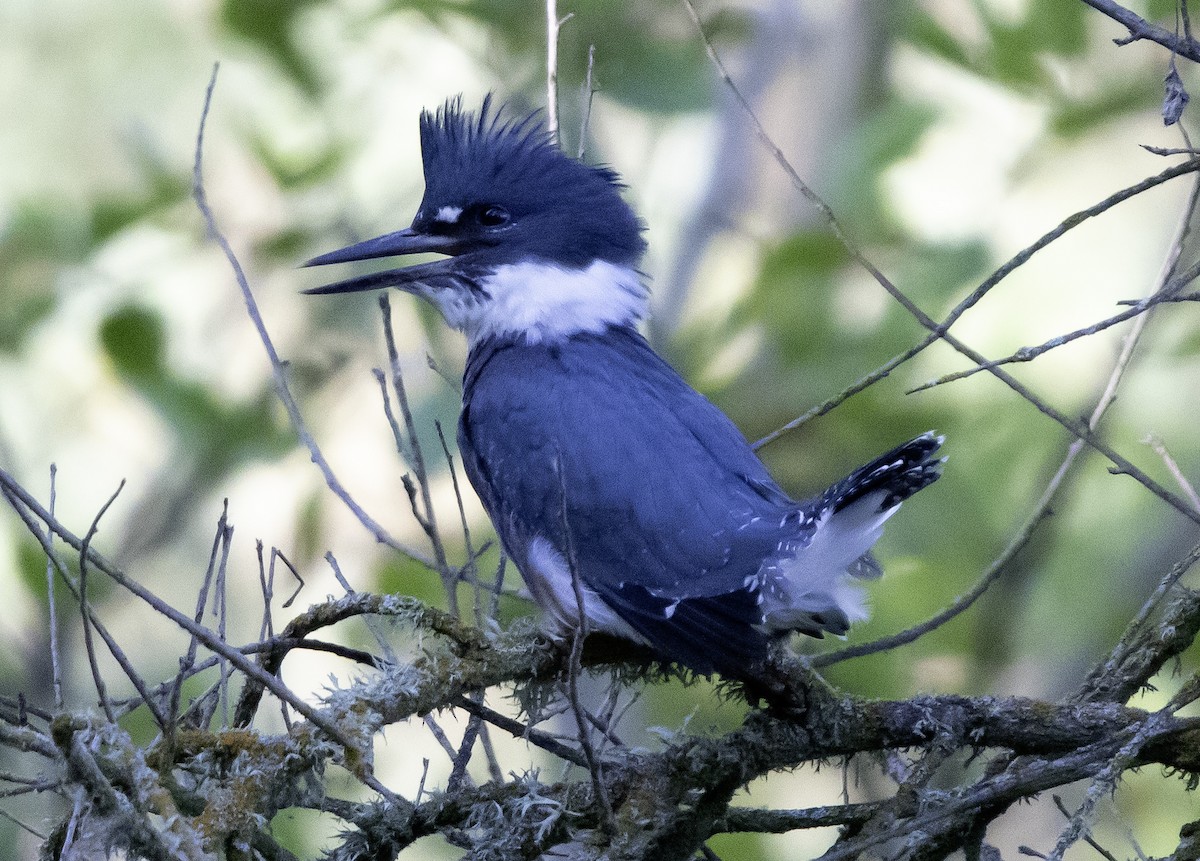 Belted Kingfisher - Rene Reyes