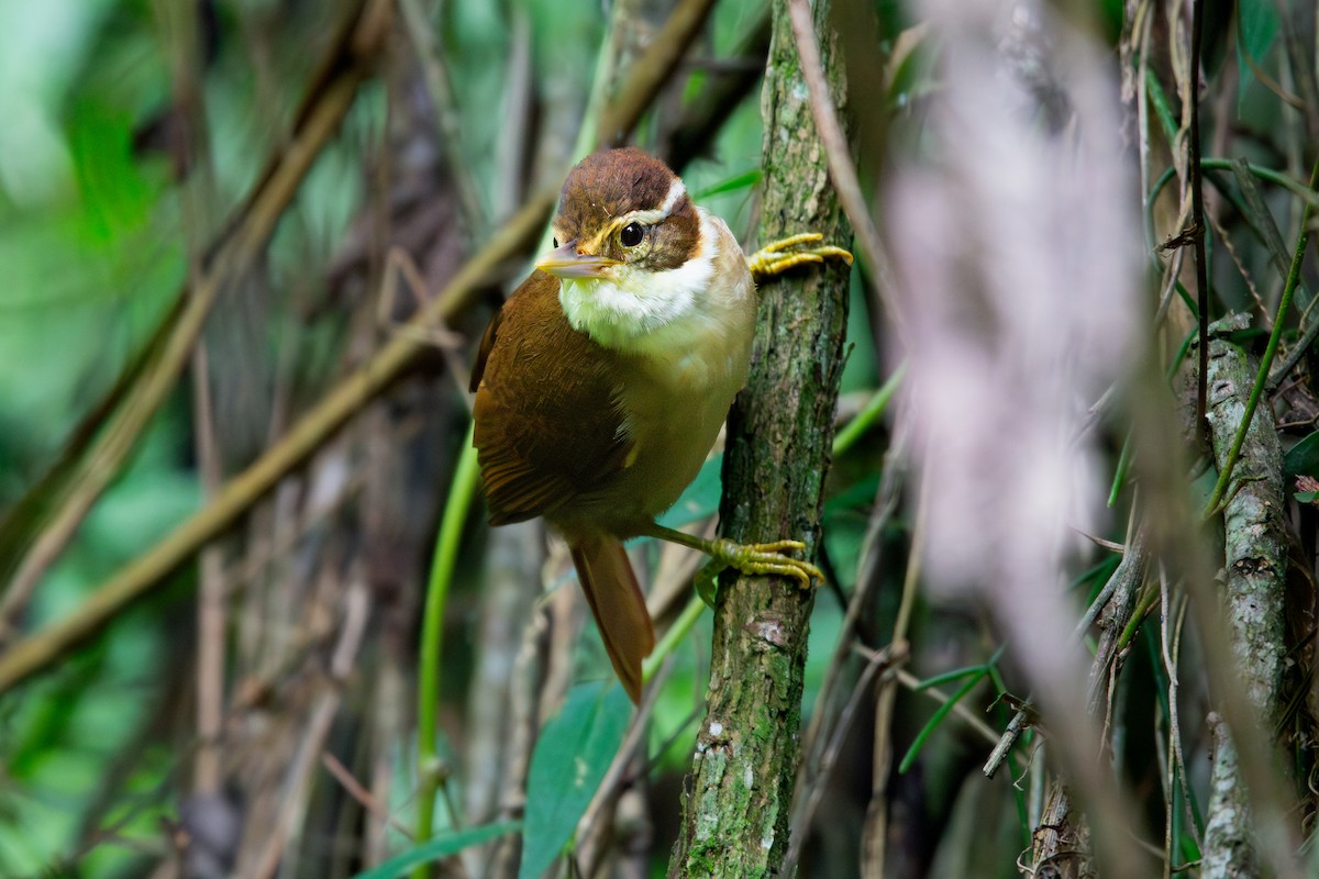 White-collared Foliage-gleaner - Tiago getnerski